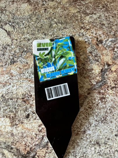 Фикус Green kinky