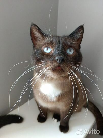 Котик Шафран