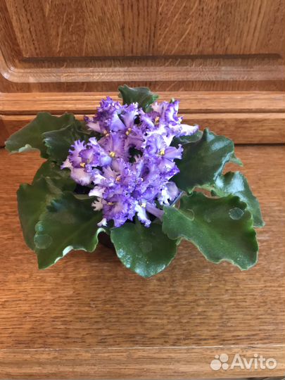 Фиалочка химера DS Лавандовая сказка