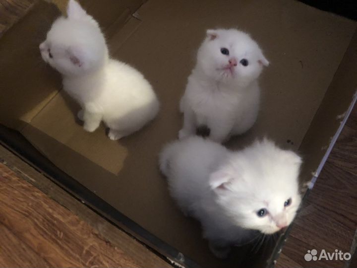 Котята турецкой ангоры