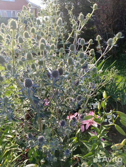 Синеголовник