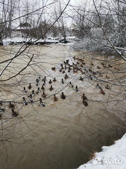 Селезни подсадных уток