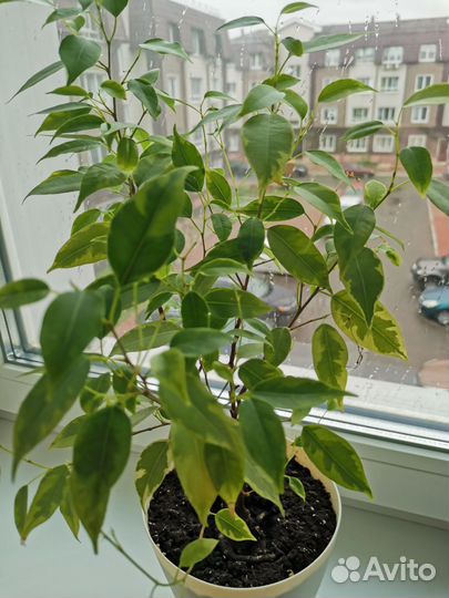 Фикус Бенджамина