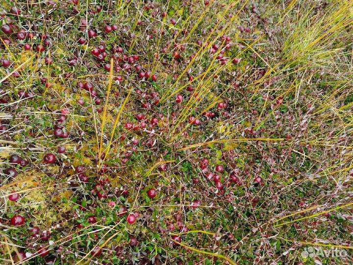 Клюква свежая с бесплатной доставкой от 10л