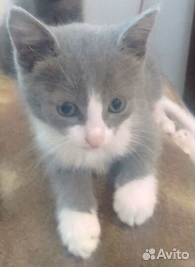 Очаровательные котята