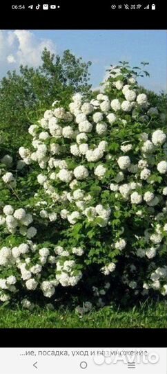 Калина бульденеж