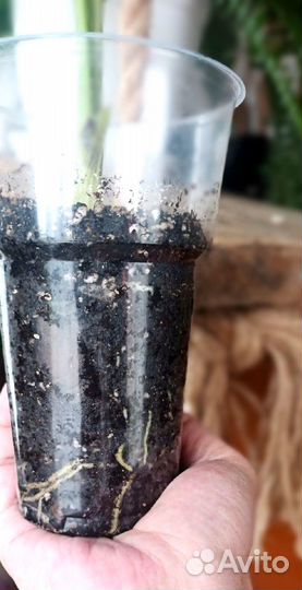 Аглаонема Сильвер Бей (Aglaonema Silver Bay)