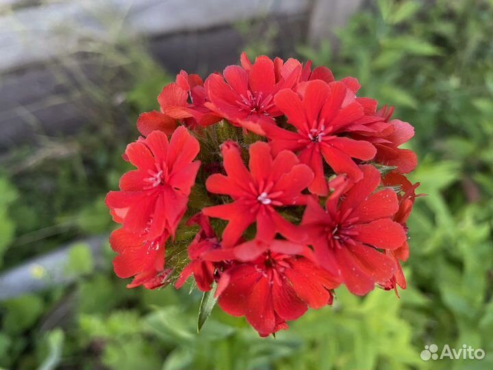 Садовые цветы и кустарники