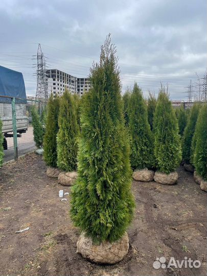 Туя смарагд из питомника100-120см