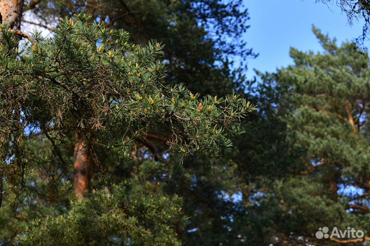 Объектив Nikon 50mm 1 8