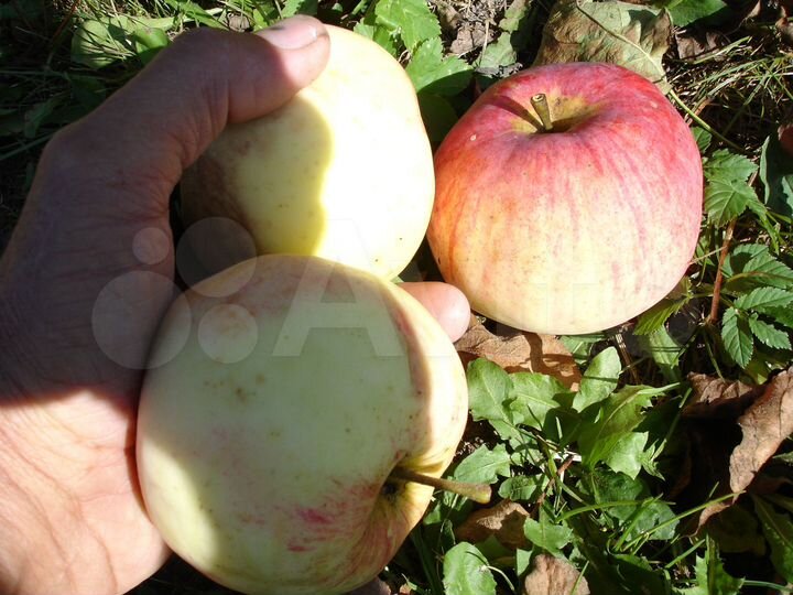 Дача 52 м² на участке 6 сот.