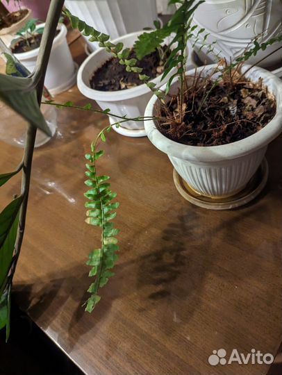 Комнатные растения в добрые руки)