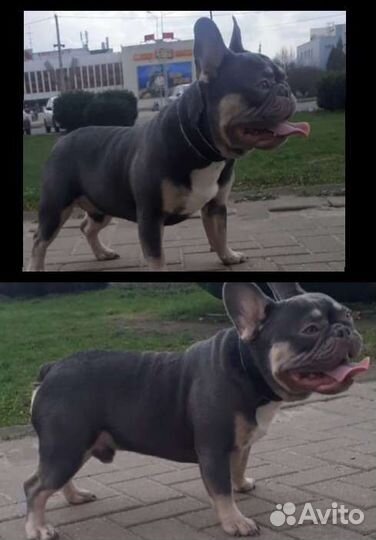 Лилак тан плюс Изабелла