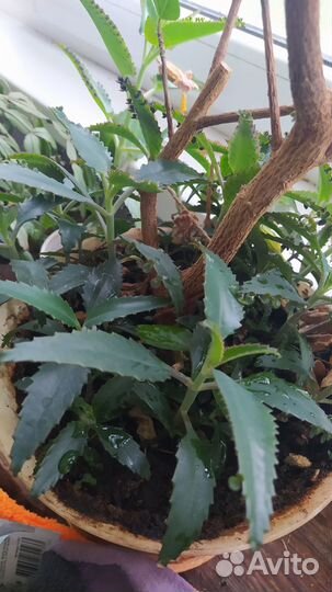 Каланхоэ лечебное