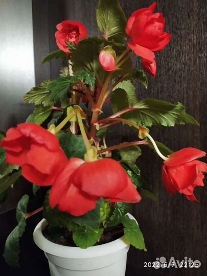 Комнатные цветы кислица,бегония красная махровая