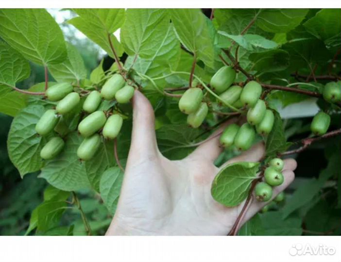 Актинидия коломикта