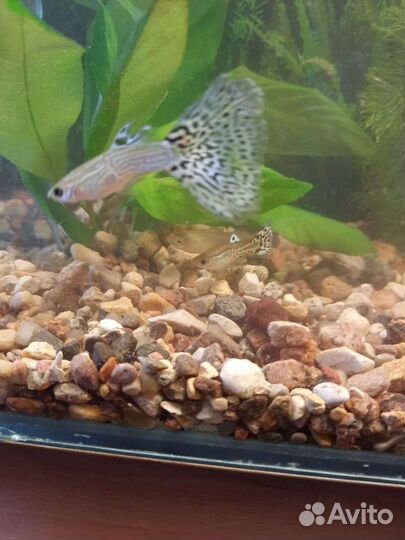Аквариумное растение