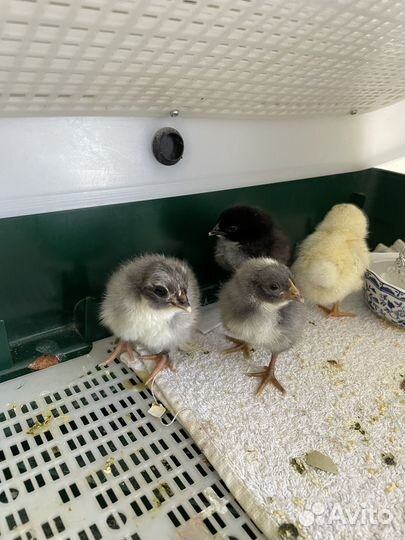 Цыплята с цветным яйцом