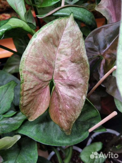 Сортовые сингониумы разные сорта