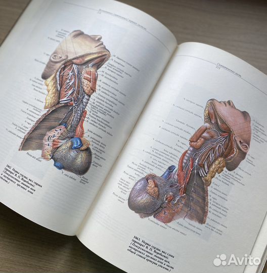 Редкий анатомический атлас, 4 том, Синельников
