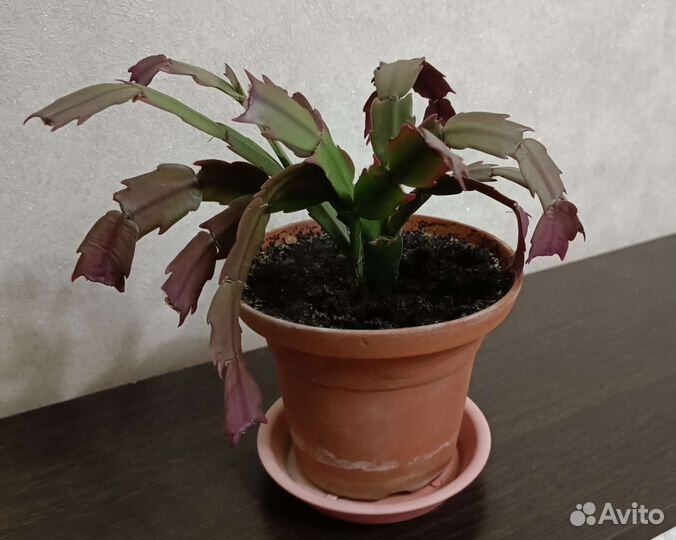 Цветок декабрист разный