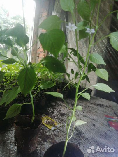 Огонек комнатный.цветет.доставка от 3 шт.беспл