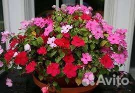 Многолетние расстения в саду