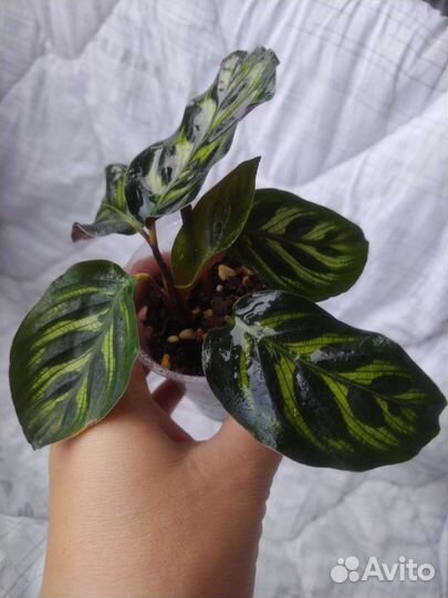 Калатея макояна