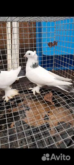 Голуби армянские