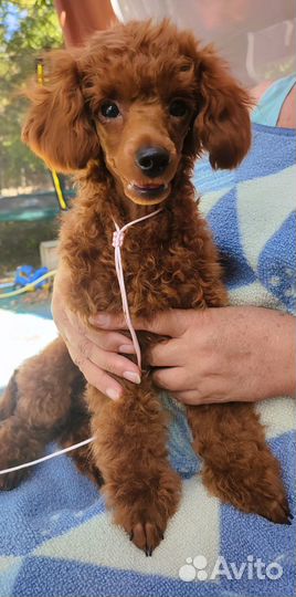 Красный той пудель из питомника