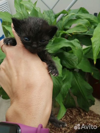 В дар. Спасите крошку