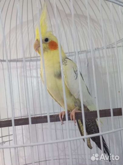 Попугай корелла с клеткой
