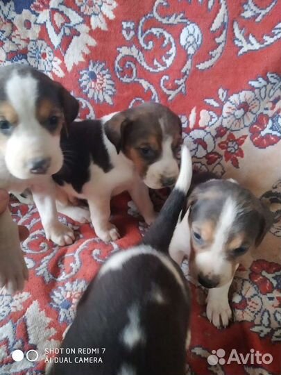 Русская пегая гончая