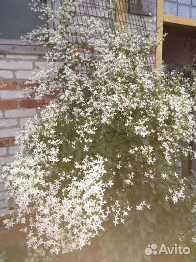 Растения для сада