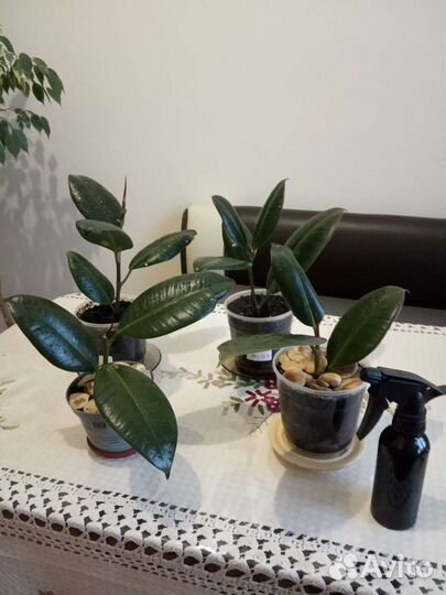 Фикус каучуконосный