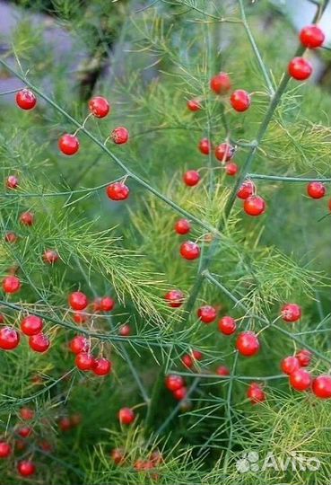 Саженцы ёлочки -спаржи