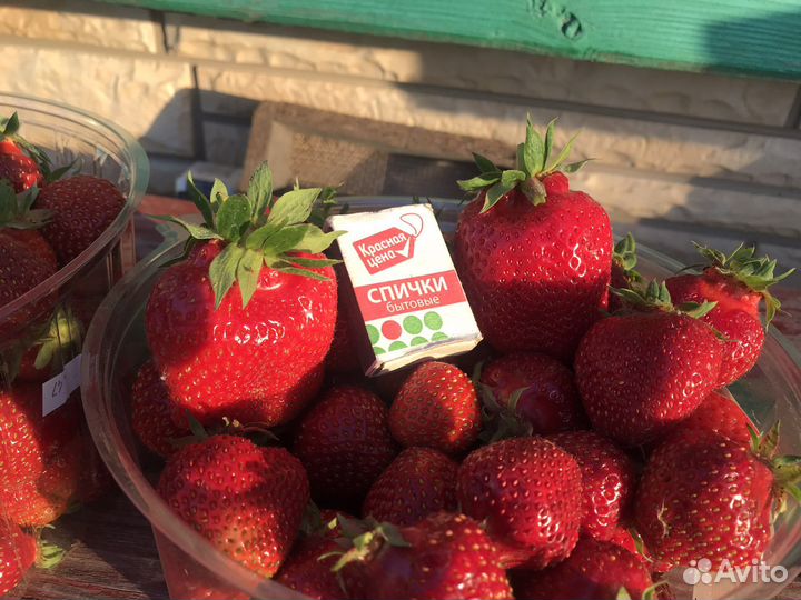 Рассада клубники