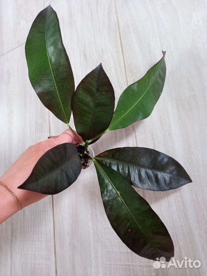 Кротон миссис Айстон