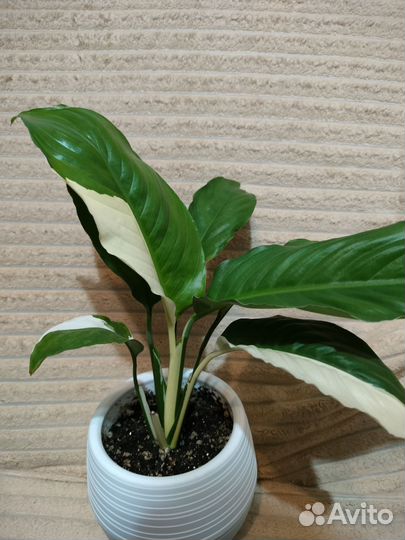 Спатифиллум пикассо