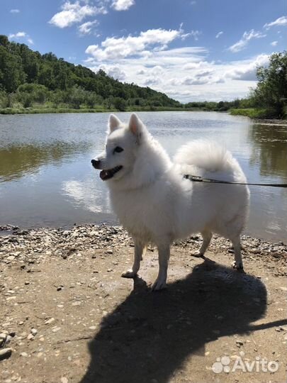 Японский шпиц