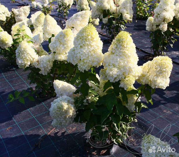 Гортензия метельчатая