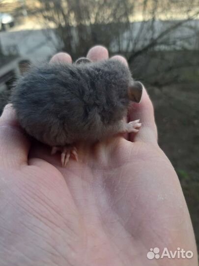 Крысятки дамбо кудрявые