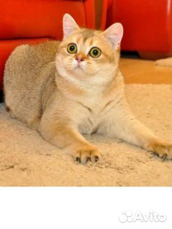 Шотландские