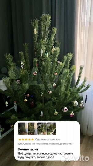 Сосны новогодние живые