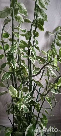 Педилантус