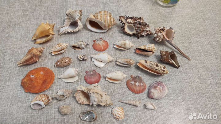 Набор ракушек