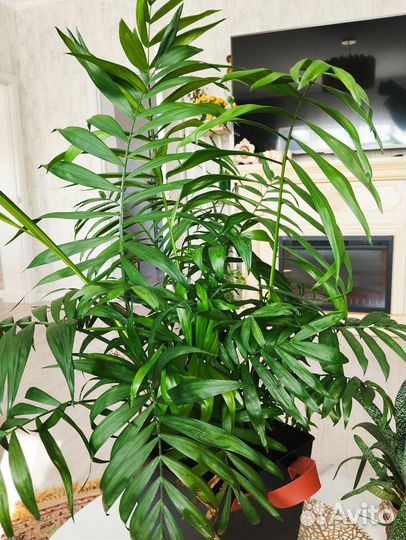 Пальма хамедорея