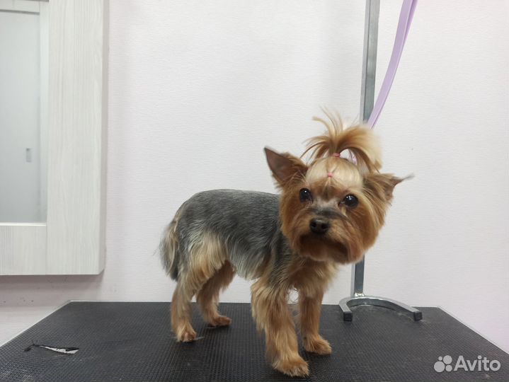 Грумер. Триминг, стрижка, экспресс линька