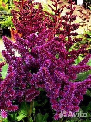 Астильба пурпурная