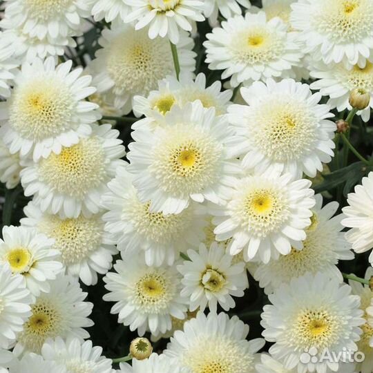 Аргирантемум